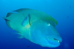 Napoleon Wrasse at Blue Corner. Taken with D70s and Tokin... by Tom Meyer 